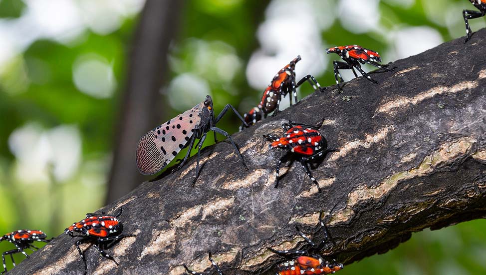 Are Spotted Lanternflies Harmful To Pets 